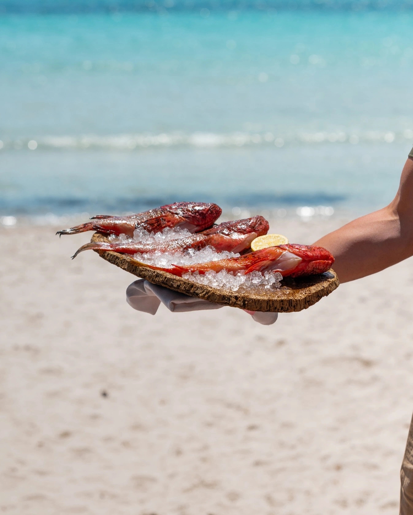 Main tenant des crevettes rouges glacées de glace sur une plage de Santa Giulia